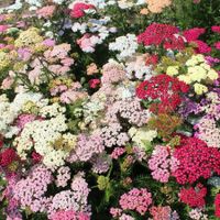 300 Samen Schafgarbe COLORADO MIX