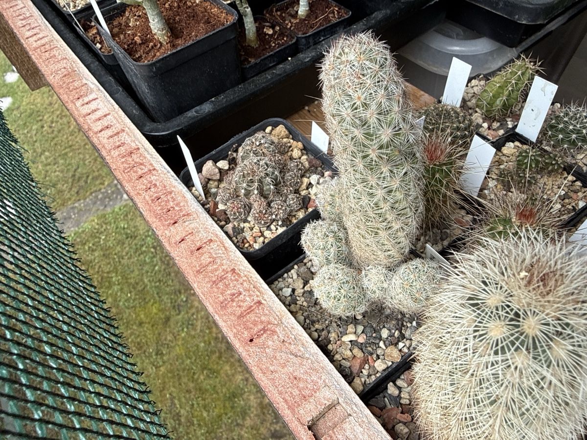 Piante & sementi: Escobaria hesteri – Usato da Rorbas venduto da SimS0n 1