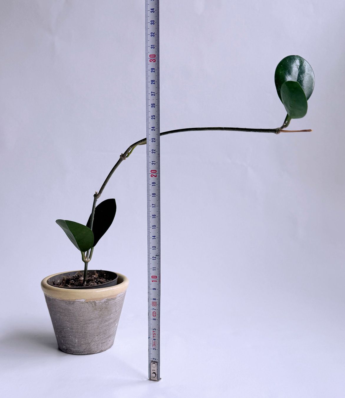 Piante & sementi: Hoya australis***** – Nuovo (secondo la descrizione) da Dübendorf venduto da Orchid18 3