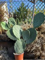 Opuntia engelmannii fragillis/ Kaktus /Winterhart