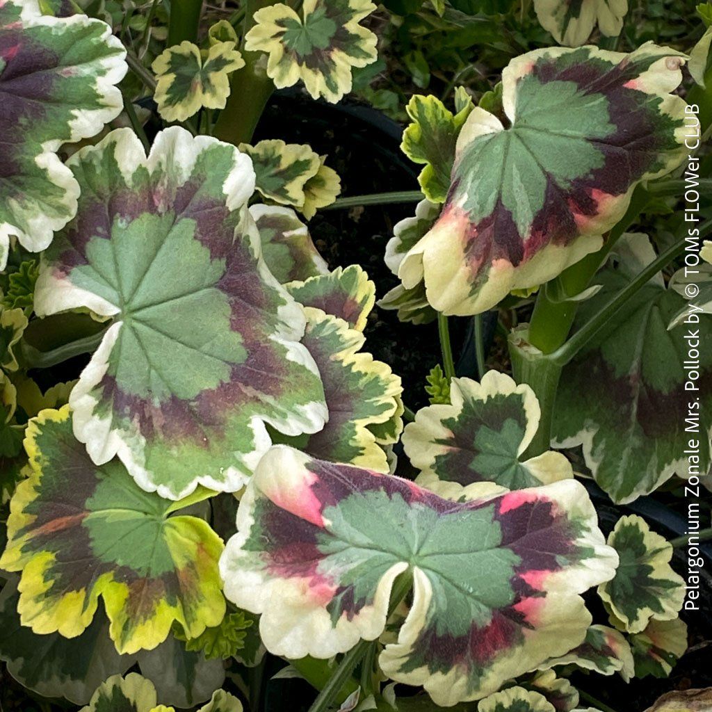 Piante & sementi: Pelargonium Zonale 'Mrs. Pollock' - historische Geranie – Nuovo e nell'imballaggio originale da Adliswil venduto da TAKEYOURPLANT 3