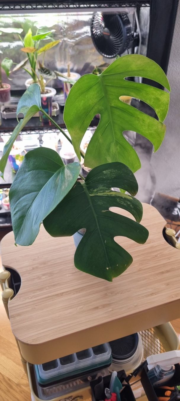 Pflanzen & Samen: 🌿 Monstera Aurea Variegata - Größe M – Neu und originalverpackt aus Wallenwil von LadyLeaf_Ellis1 3