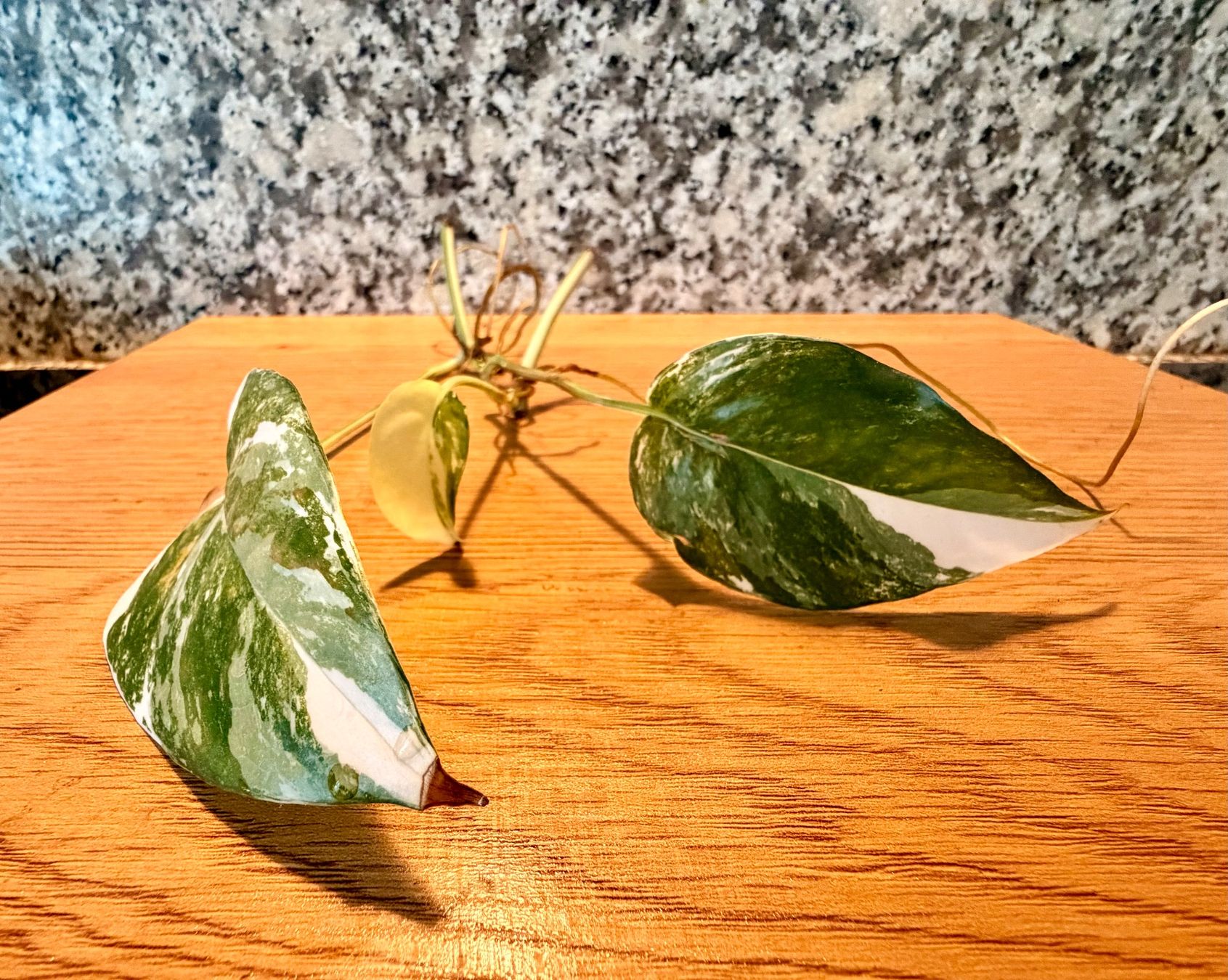 Piante & sementi: Epipremnum pinnatum variegata – Nuovo (secondo la descrizione) da Kaiseraugst venduto da dka_b97z 1
