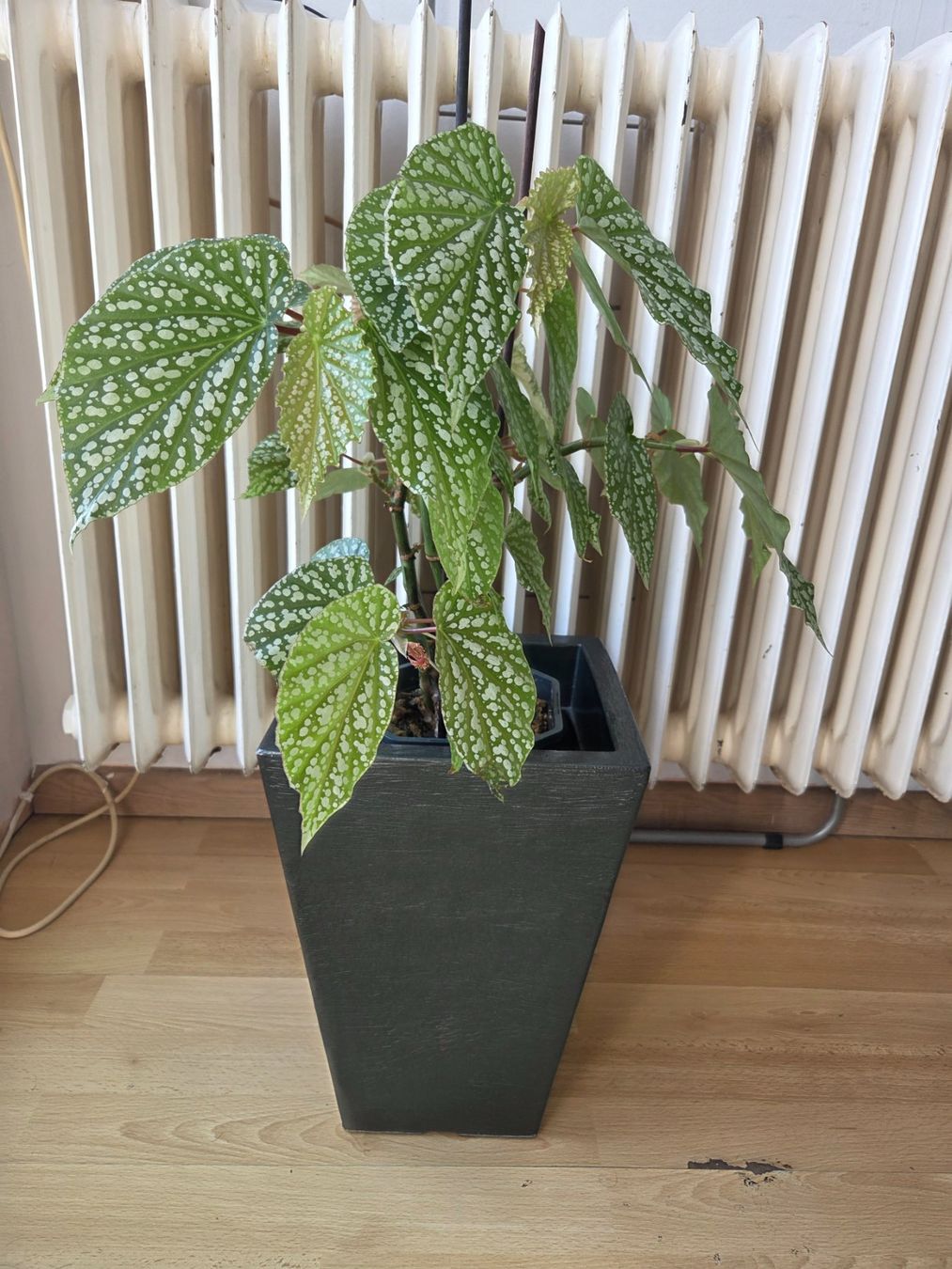 Piante & sementi: BEGONIA CORALLINA – Usato da Onex venduto da GenovaM 1