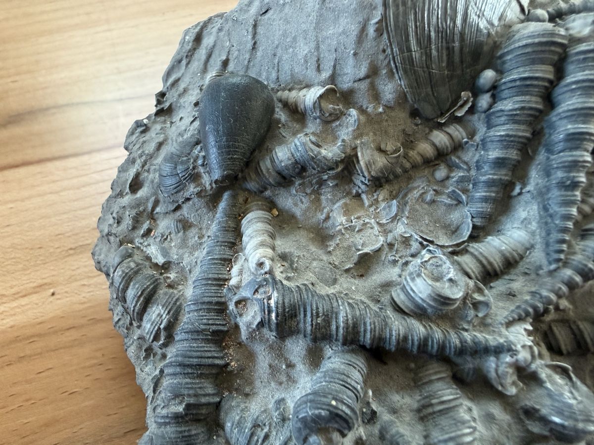 Fossili: Versteinerte Muschelplatte – Usato da Grenchen venduto da Bastet007 2