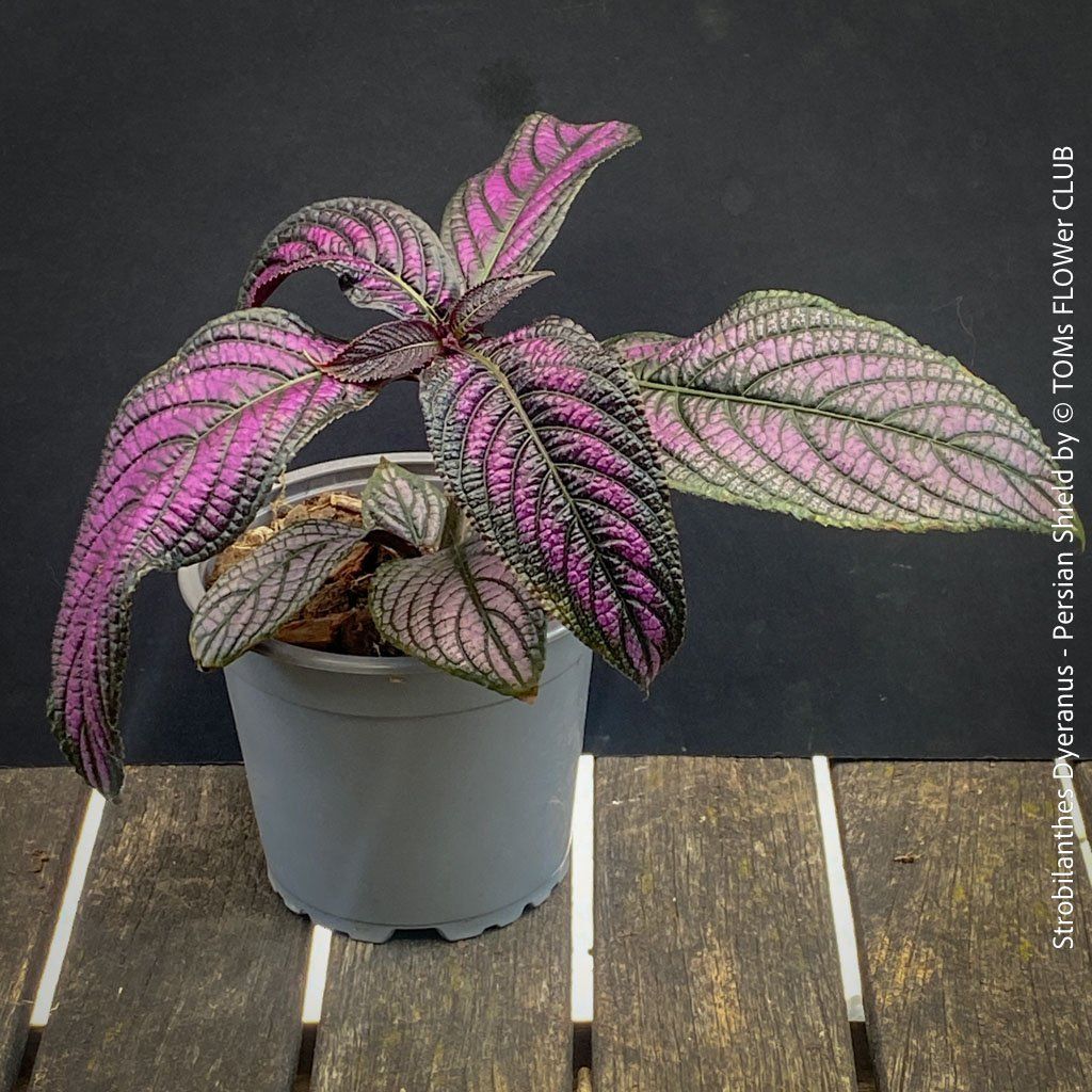 Piante & sementi: Strobilanthes Dyeranus - einfach nur Blattkunstwerk – Nuovo e nell'imballaggio originale da Adliswil venduto da asTOMas963 4