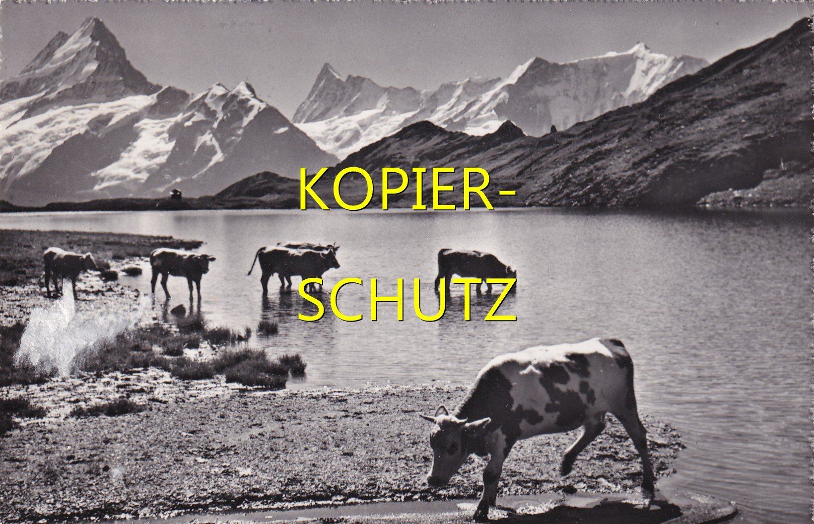 Cartoline postali: Kühe am Bachalpsee /bc – Usato da Hombrechtikon venduto da Rudolf07