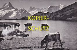 Kühe am Bachalpsee /bc