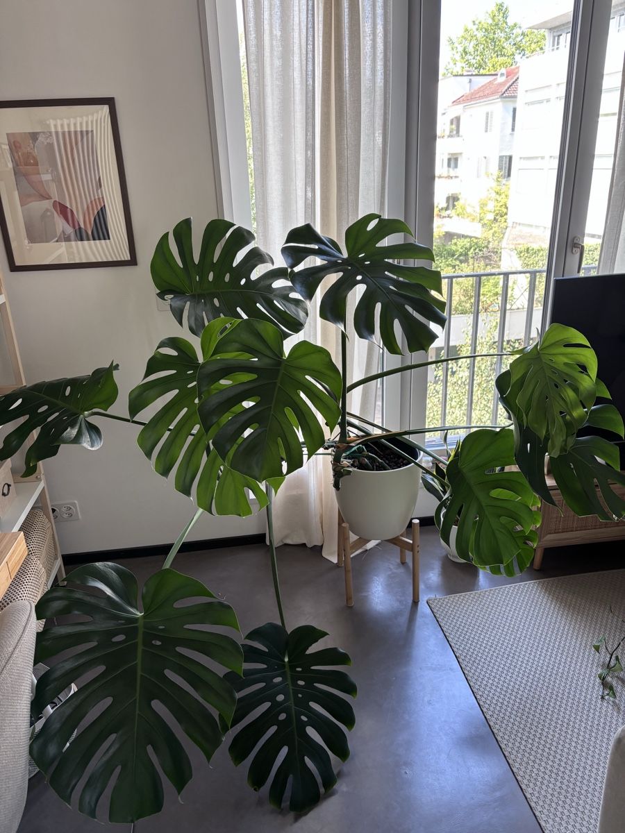 Pflanzen & Samen: Monstera Deliciosa – Gebraucht aus Zürich von mme95