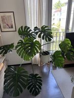 Monstera Deliciosa
