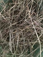 🐇🐇Super Bio Wiesenheu für Nager🐇🐇110l Sack