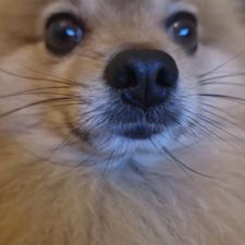 Profile image of Vansa