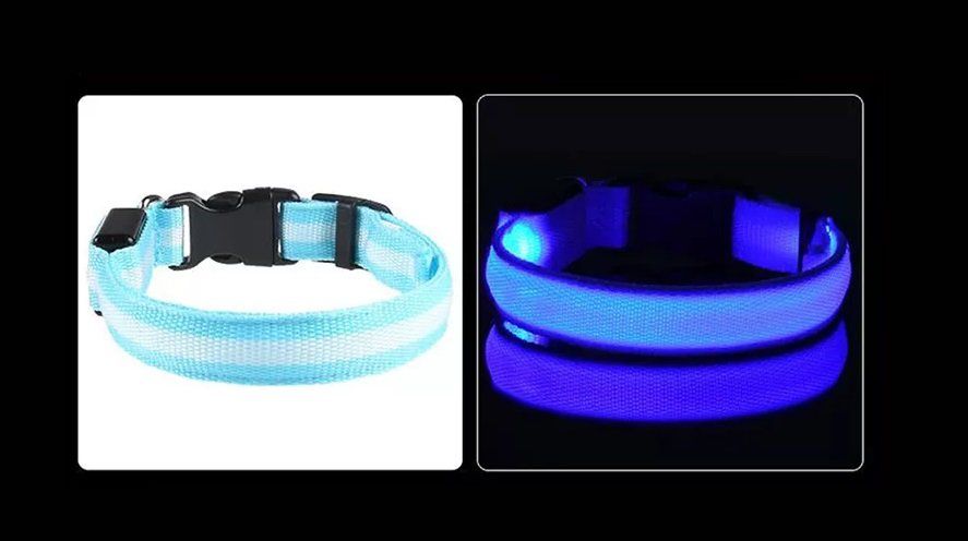 Leine & Halsband: LED Hunde Leuchthalsband - Grösse S in Blau – Neu und originalverpackt aus Werdenberg von EXA-Animal-World 1