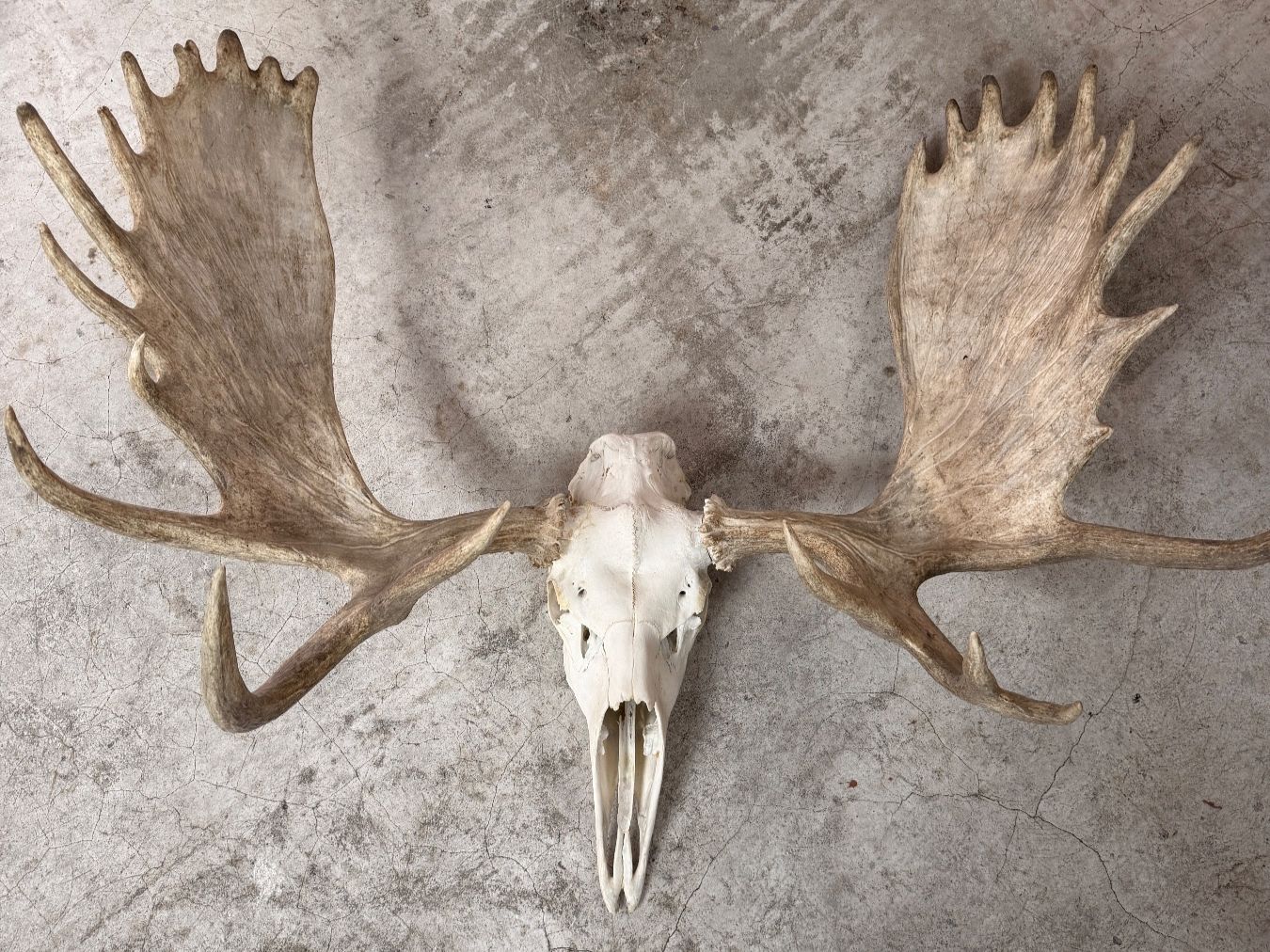 Il mondo degli animali: Wunderschönes Elch Geweih - Eyecatcher – Usato da Küsnacht ZH venduto da Icon21 1