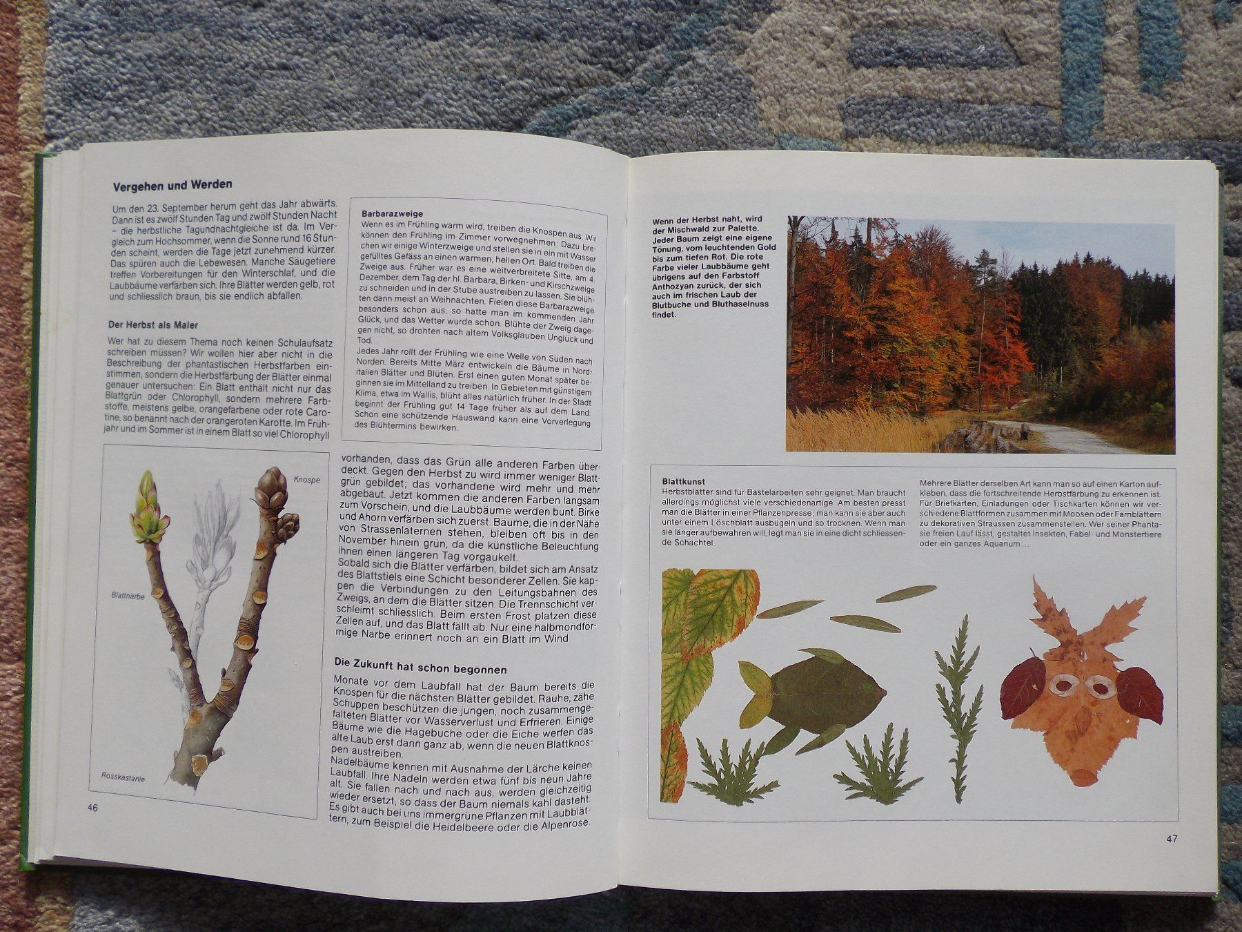 Libri: Wald - Das Silva Familienbuch – Usato da Uster venduto da urs_75by 4