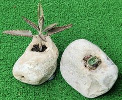2 Feuerssteine mit Sukkulenten Naturdeko