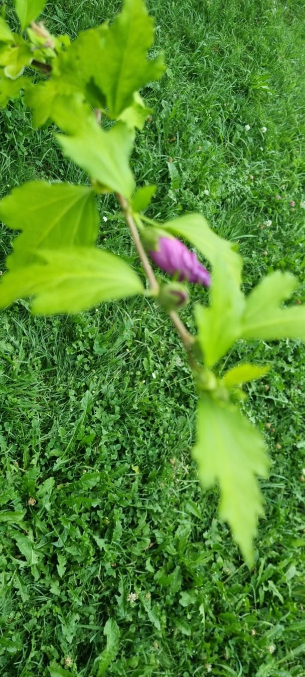 Pflanzen & Samen: Hibiskus Baum mit Bluete im Topf6 – Gebraucht aus egliswil von Maggy6 1