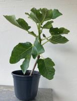 Gourmet feigenpflanzen - Black Madeira