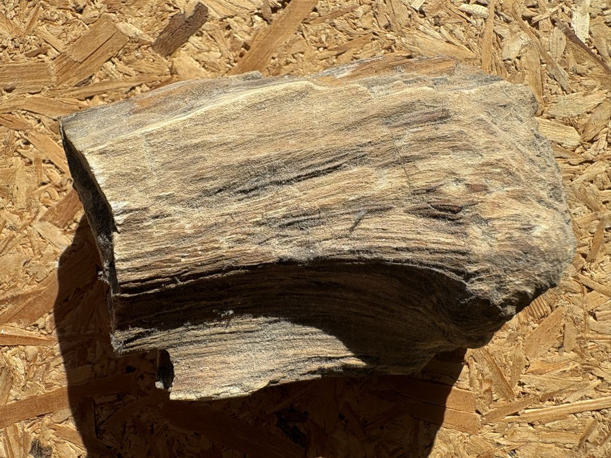 Fossili: Fossiles Holz – Usato da Biel/Bienne venduto da nimmes 3