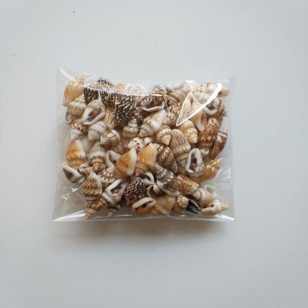 Alle Dekorationen: 100 MUSCHELN ZUR DEKORATION – Neu und originalverpackt aus Kriens von swissgadget 1