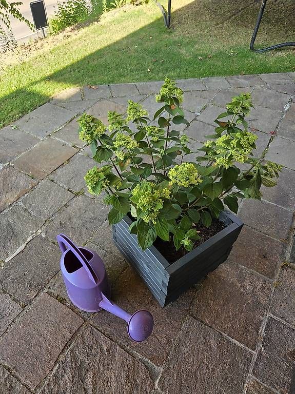 Piante & sementi: Hortensie – Usato da Jona venduto da pau_g7rc