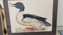 Bild mit Mergus Merganser