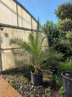 Phoenix canariensis (Kanarische Dattelpalme) 