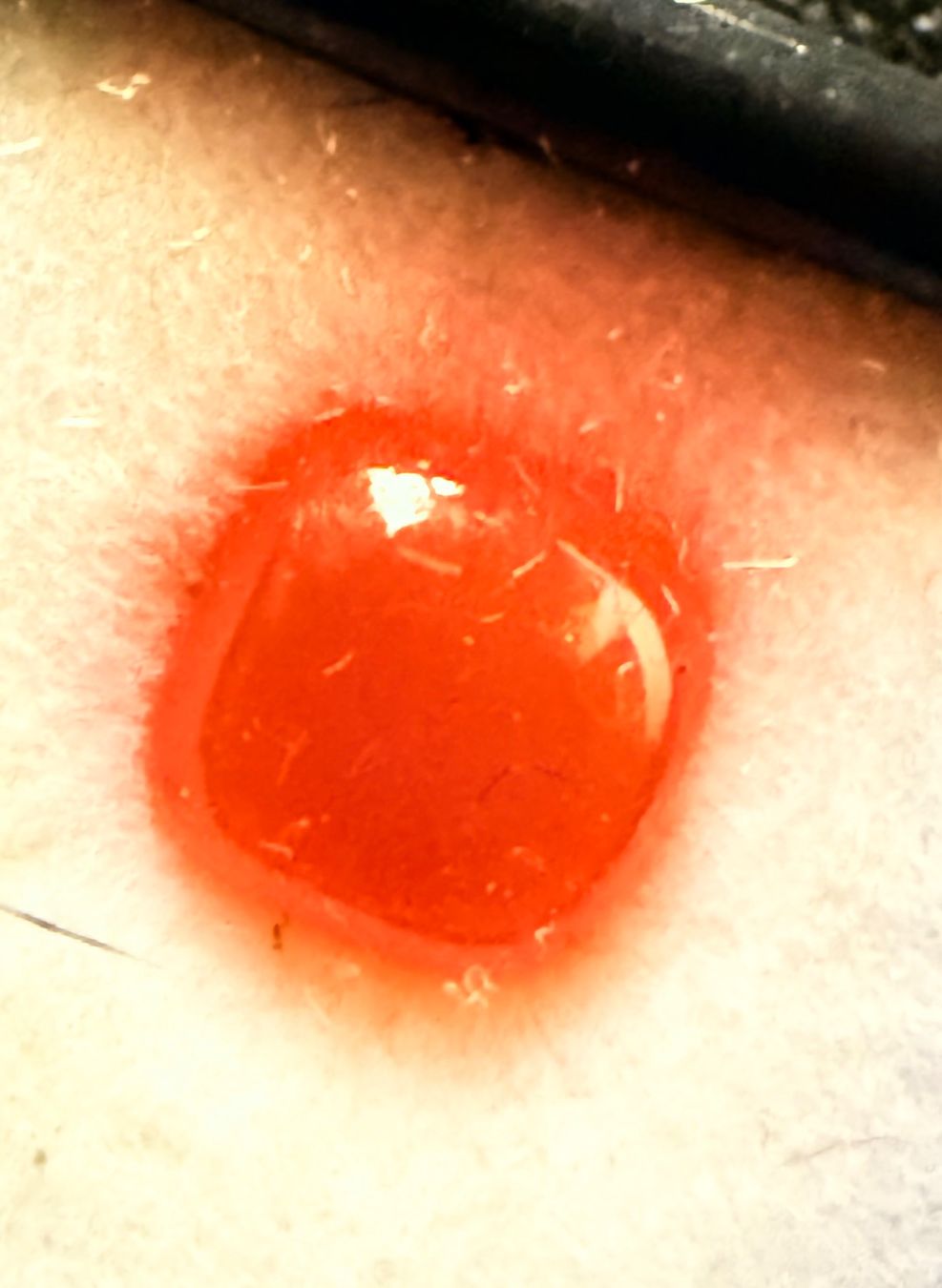 Pietre preziose: Orange Karneol Cabochon Edelstein, 3,35ct – Usato da Zuerich venduto da SonderArt-Wertgut 1