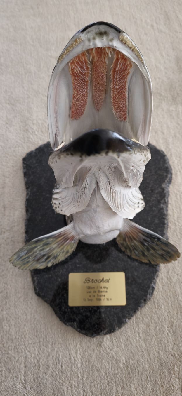 Il mondo degli animali: Brochet 1,28 m. 14,4 kg. – Nuovo (secondo la descrizione) da Brügg BE venduto da Podo10 2