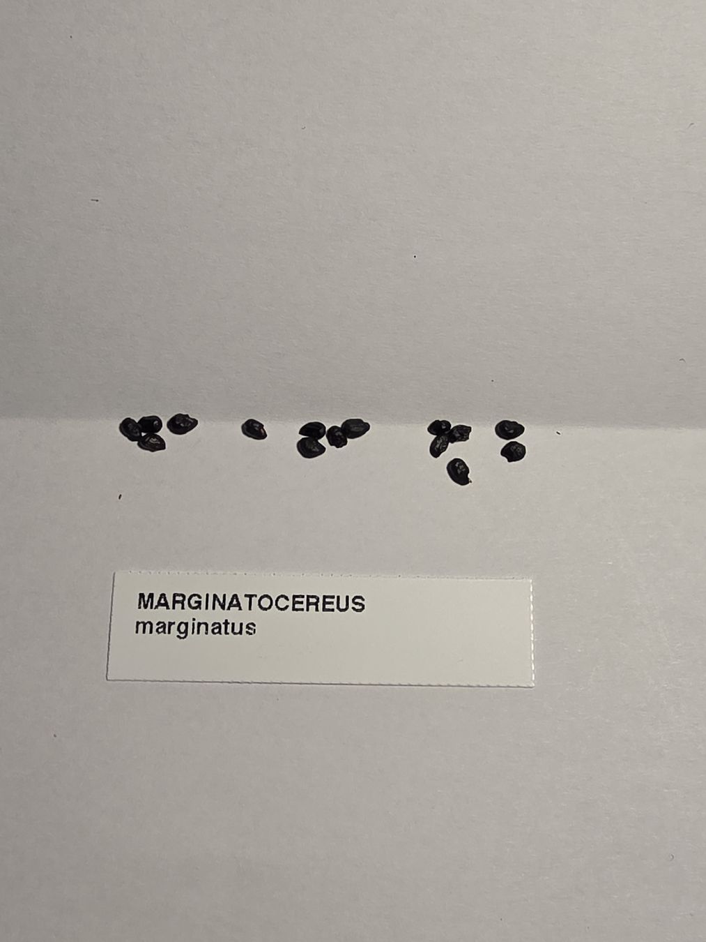 Piante & sementi: Kaktussamen / Marginatocereus marginatus – Nuovo (secondo la descrizione) da Gerolfingen venduto da Azora 1