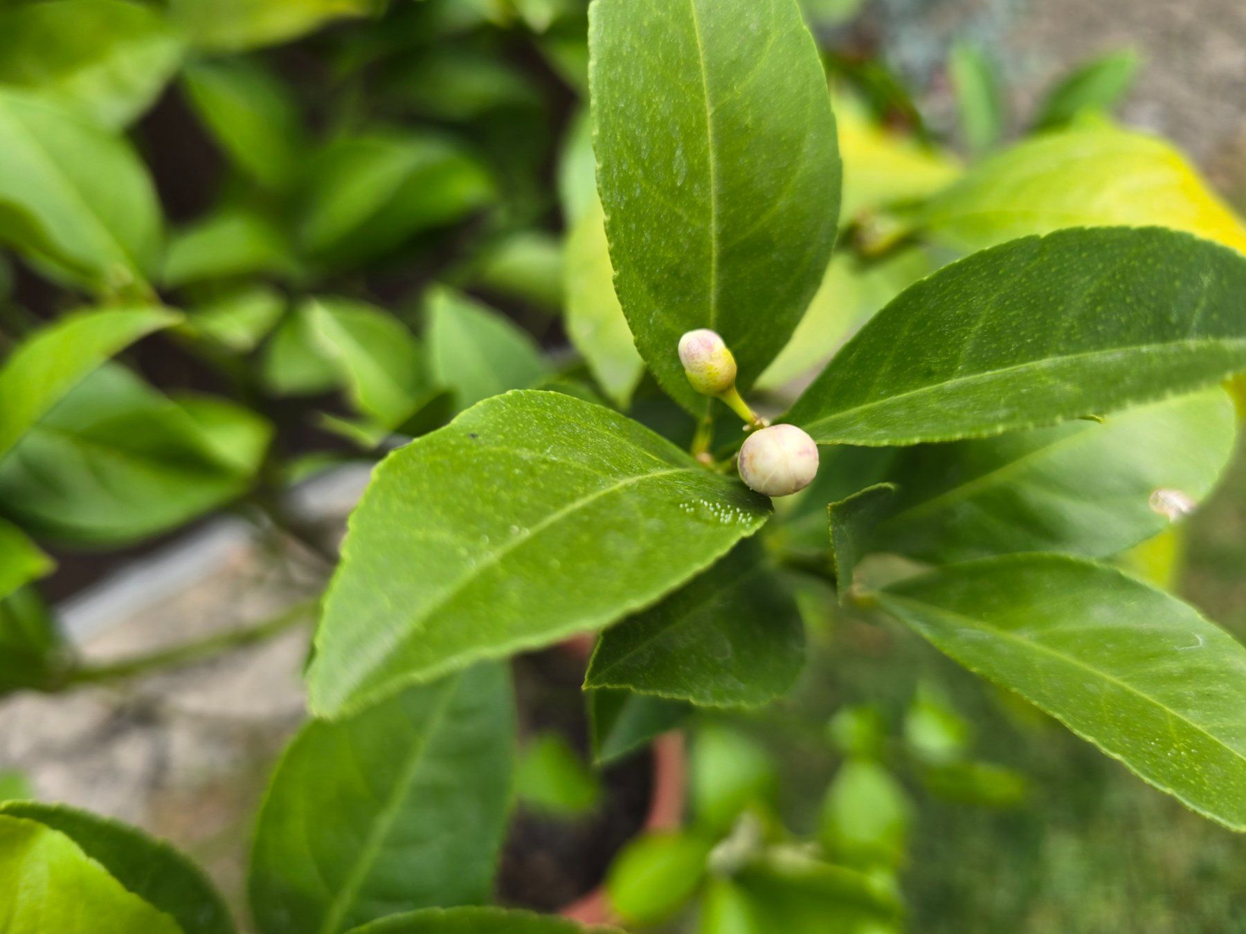 Plantes & graines: Zitronenbaum – D'occasion à Aarburg par popkorn65 2