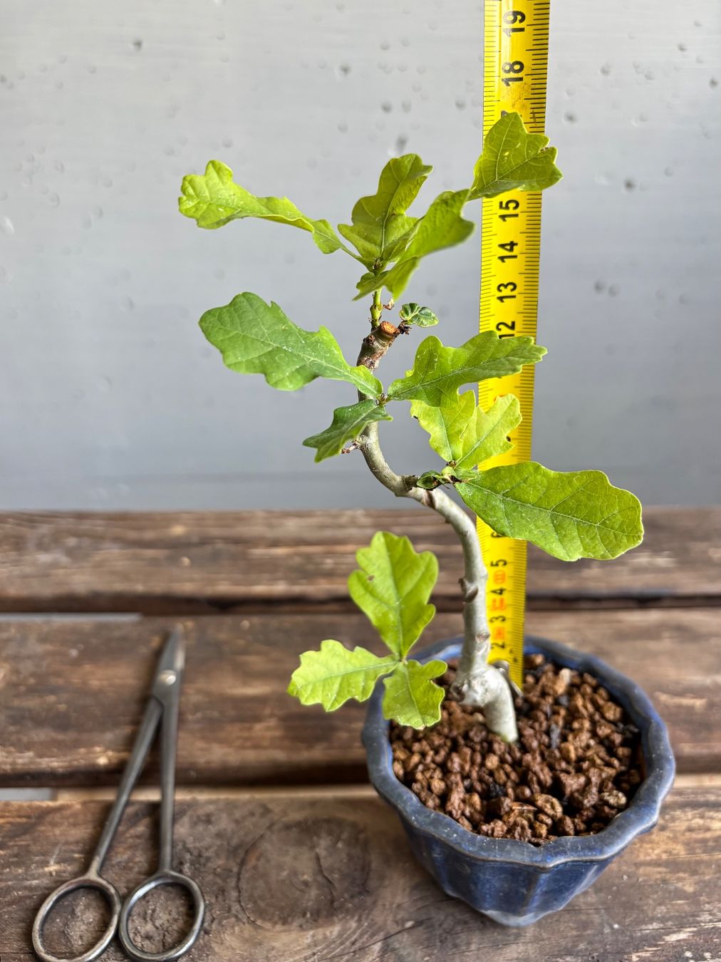 Piante & sementi: Shohin-Bonsai, Schweizer Eiche, 5 J. – Nuovo e nell'imballaggio originale da Uster venduto da maguro 2