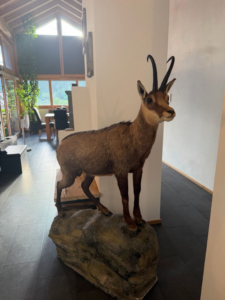 Il mondo degli animali: Gamsbock Präparat – Usato da Rueun venduto da Scarpa15 1