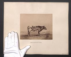 Fotografie Internationale Landwirtschaft