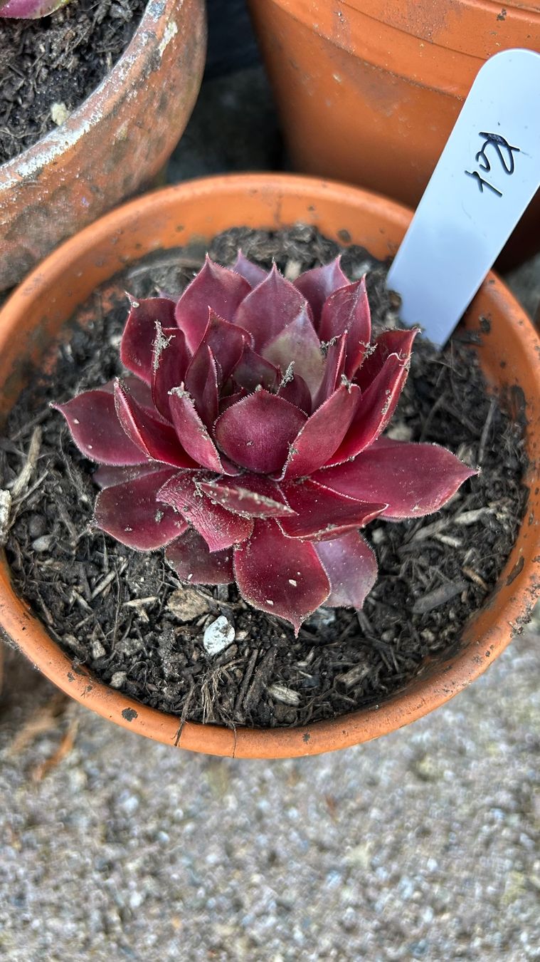 Pflanzen & Samen: Hauswurz / Sempervivum rot 6-7 cm – Neu (gemäss Beschreibung) aus Escholzmatt von Mpowerone