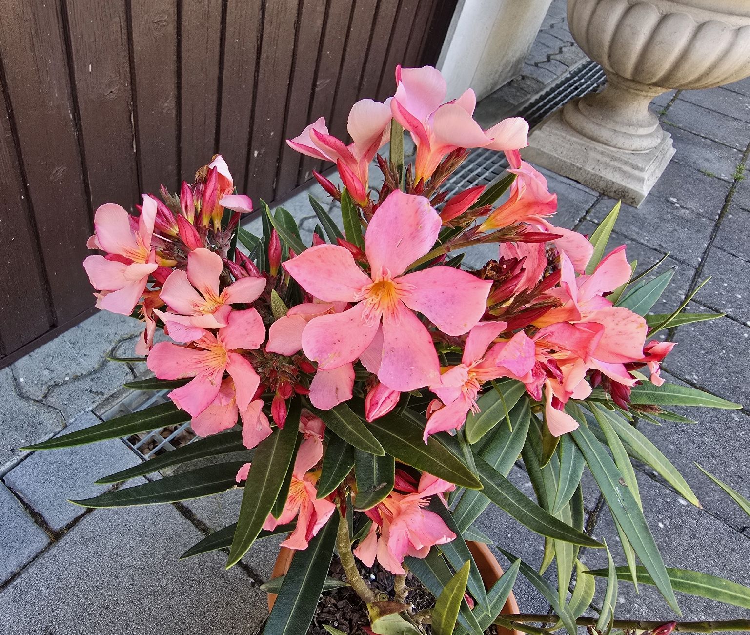 Piante & sementi: Oleander blühend  ☀️ – Usato da Aarburg venduto da popkorn65 1