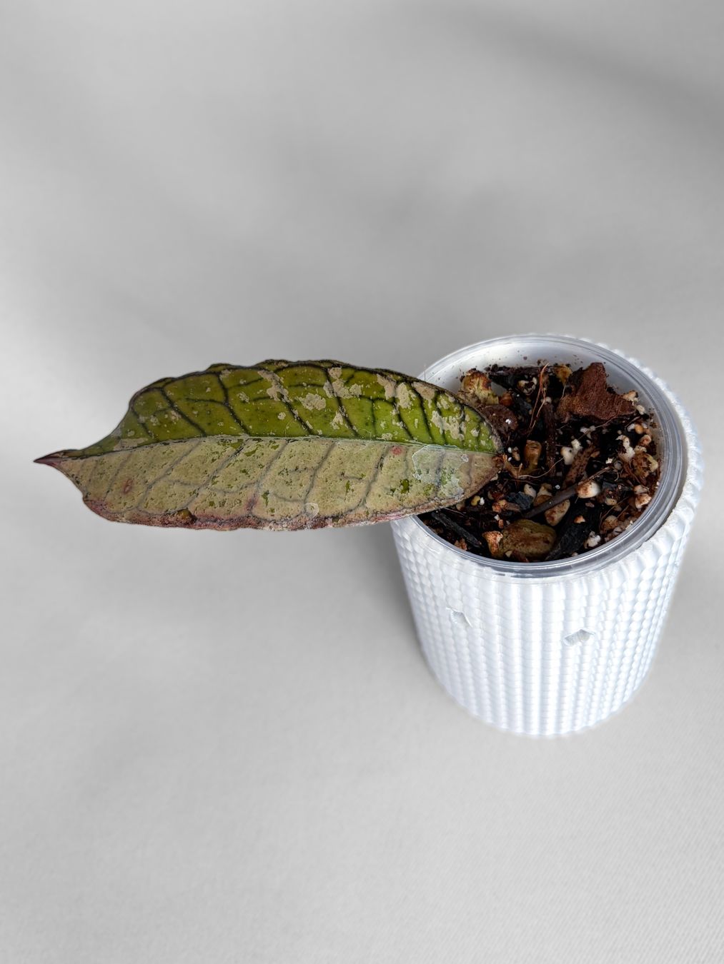 Piante & sementi: Hoya Gunung Gading Ghost (Silver) – Nuovo (secondo la descrizione) da Seuzach venduto da animaplants 2