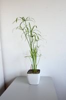 🌿 Papyrus-Pflanzen in hochwertigem Hydrokultur-System