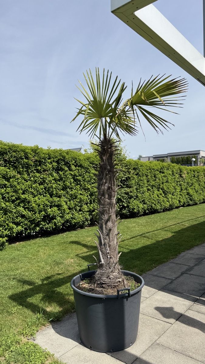 Piante & sementi: Palme inkl. Topf – Usato da Bellmund venduto da ani_27tx