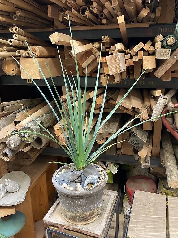 Plantes & graines: Dracaena cinnabari (Drachenblutbaum) – D'occasion à Liestal par PrebenZwei 1