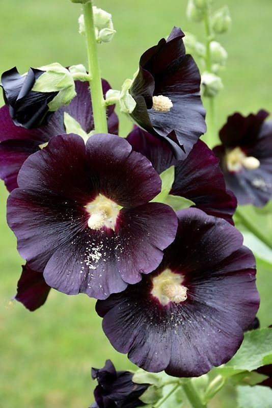 Piante & sementi: 50 Samen Alcea Nigra – Nuovo (secondo la descrizione) da Ehrendingen venduto da VerveinaSamen 4