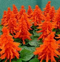 15 Samen SALBEI HERRLICH ROT  - SALVIA SPLENDENT RED