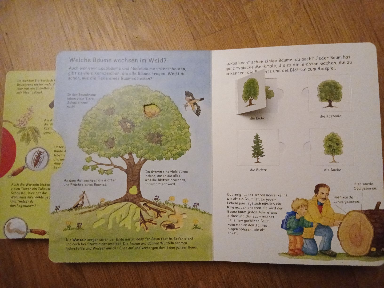 Libri: Buch über den Wald – Usato da Bischofszell venduto da Mama_x 1