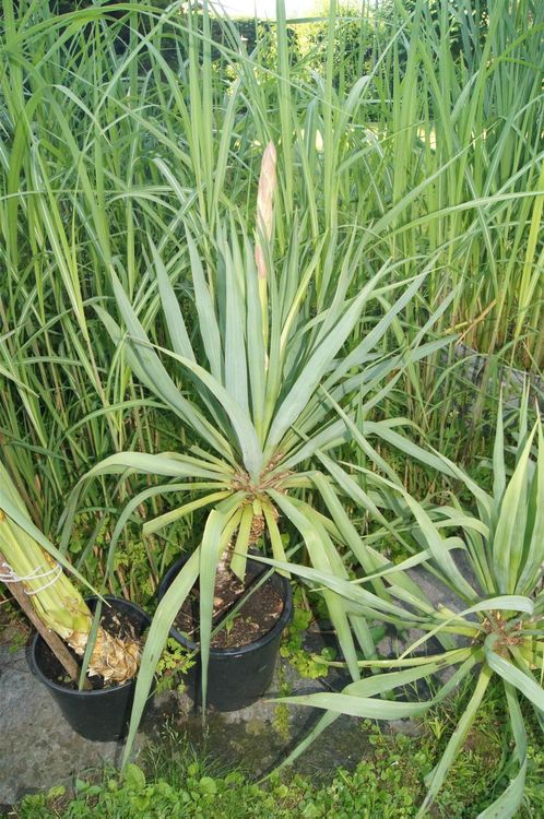 Yucca filamentosa winterhart für Garten Kaufen auf Ricardo