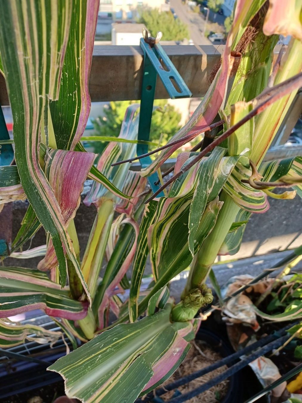 Piante & sementi: Samen Mais  Variegata 5 Stk. – Usato da Schwaderloch venduto da bademeister79 6