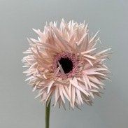 Profile image of GerberaSpider08