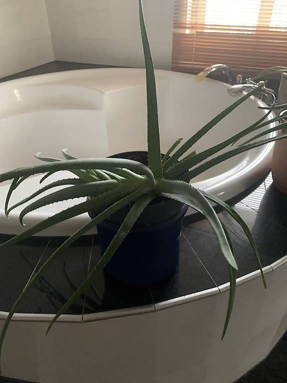 Plantes & graines: Aloe Vera Pflanzen  – D'occasion à Lütisburg Station par ilo_w8vk 2