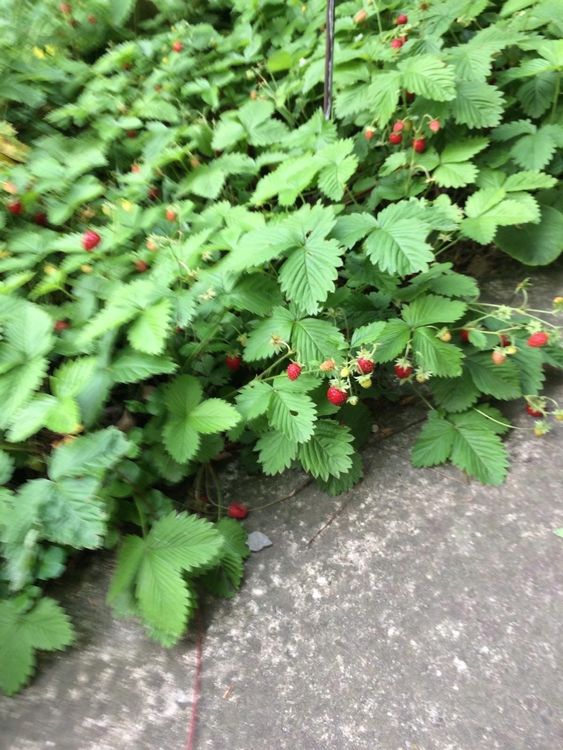 Walderdbeeren 15 Pflanzen Kaufen auf Ricardo
