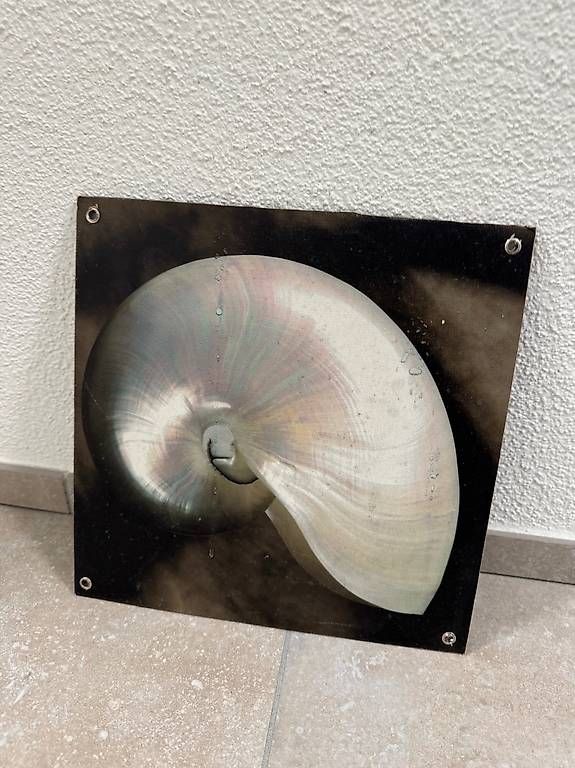 Foto & Immagini: Dekoratives Wandbild Nautilus-Muschel – Usato da Schübelbach venduto da Rahnmont 1