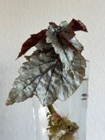 Begonia ‚Looking Glass‘ - gut bewurzelter Steckling #1